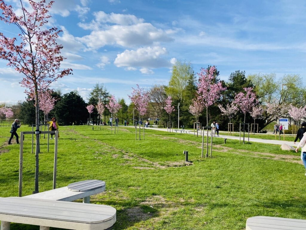 Japanese Cherry blossoms in Lithuania
