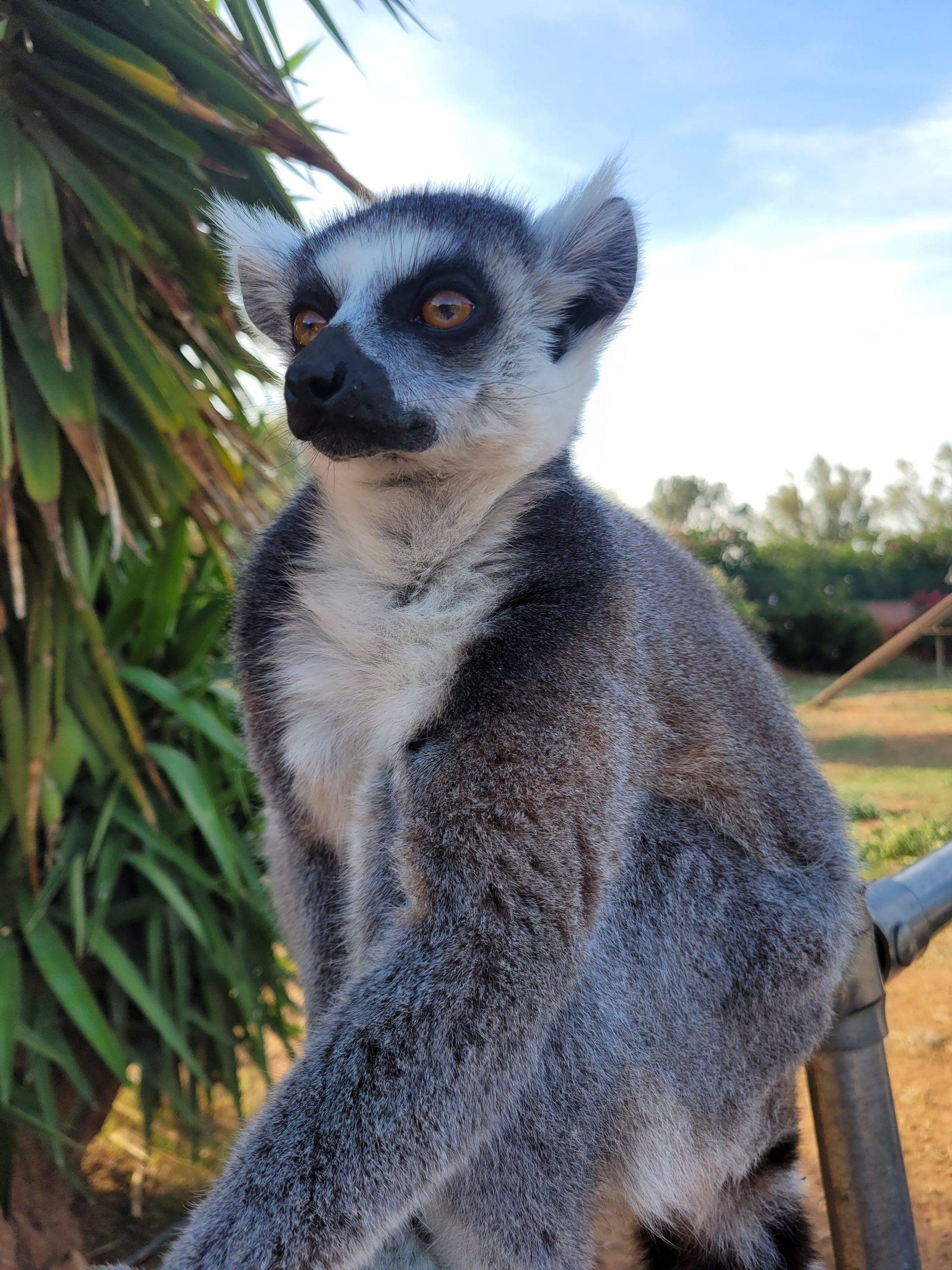 Experience with lemurs