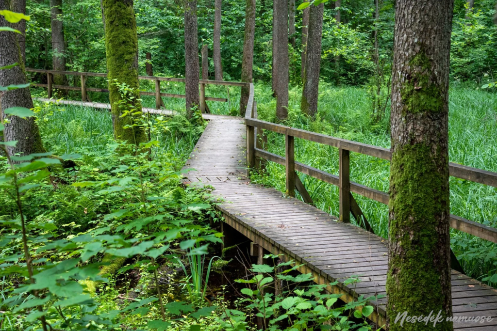Buktos Nature Trail (photo from the “Nesėdėk namuose” website)