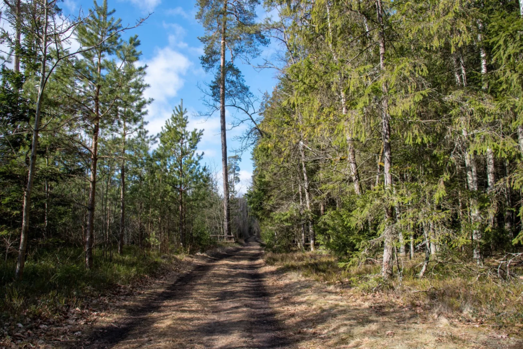 Hiking in Lithuania with kids. Kulautuva Wellness Walking Trails (photo from the “Nesėdėk namuose” website)