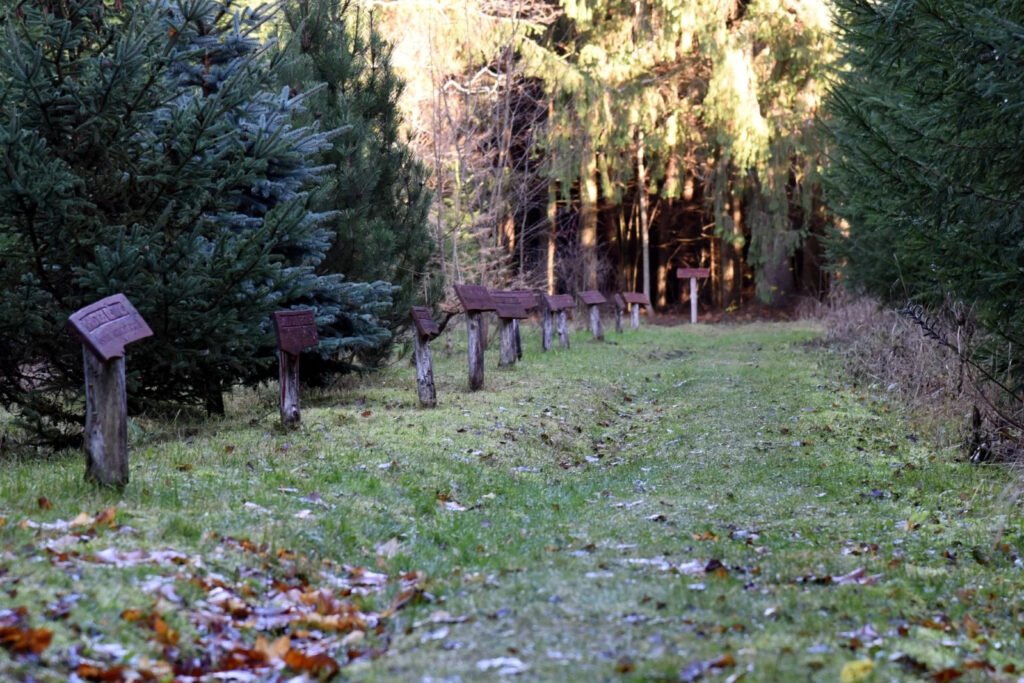 Hiking in Lithuania with kids. Miško turtai trail (photo from the “Nesėdėk namuose” website)