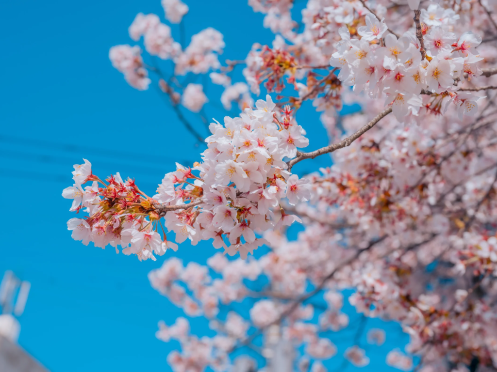 Where to See Cherry Blossoms in Vilnius