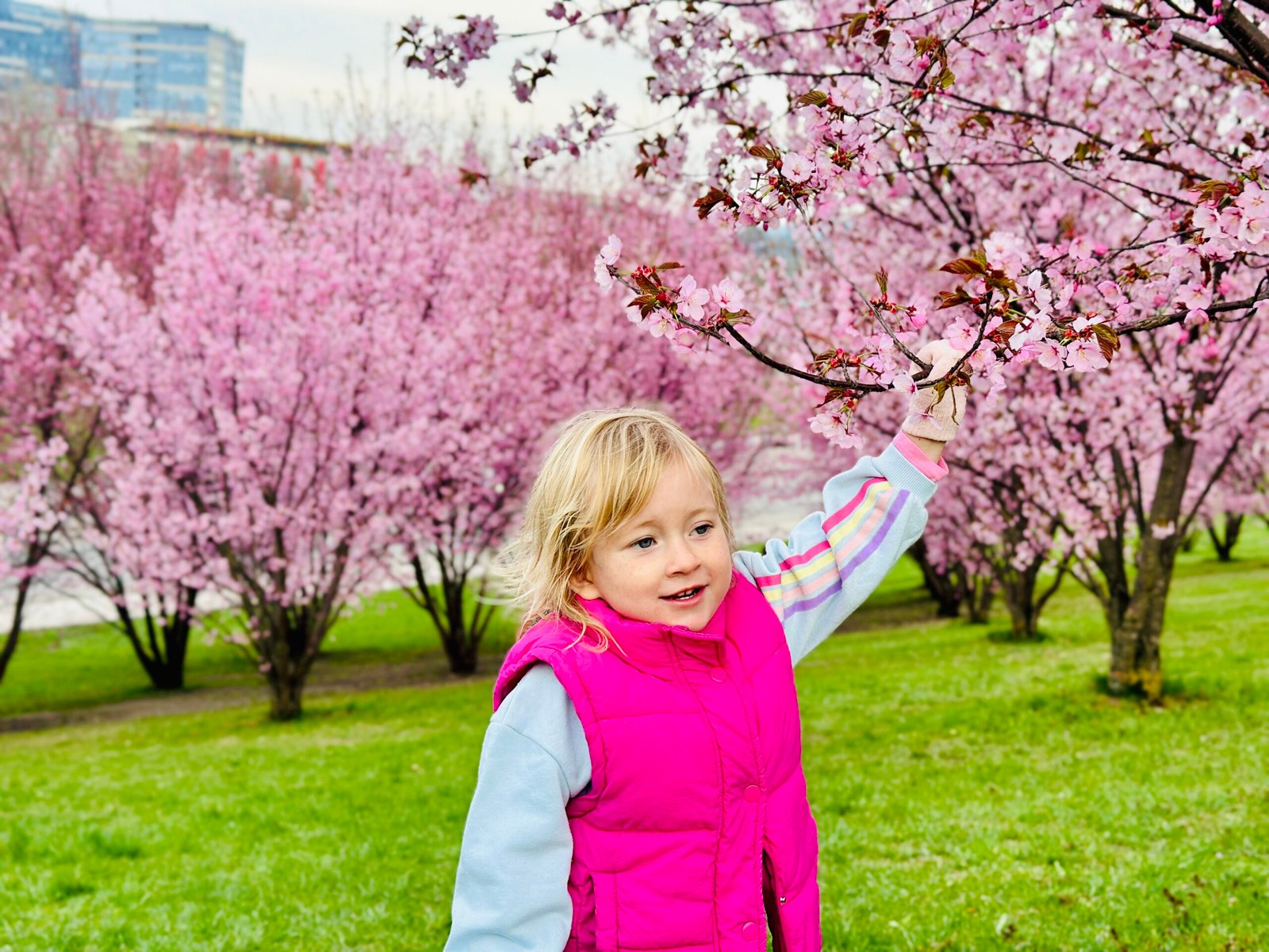 Where to See Cherry Blossoms in Vilnius