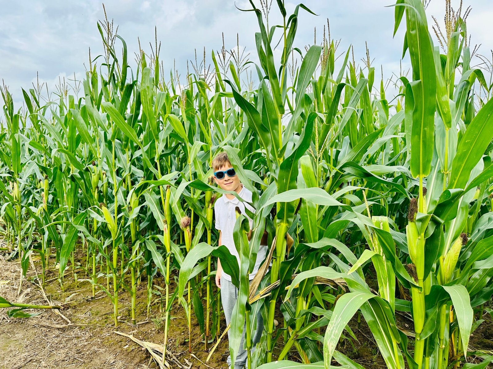 ​Free corn maze