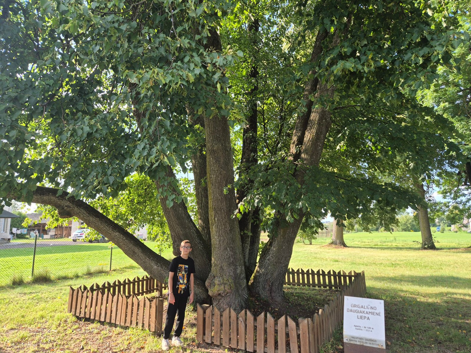 Kaišiadorys district with kids. Antakalnis multi-trunk linden