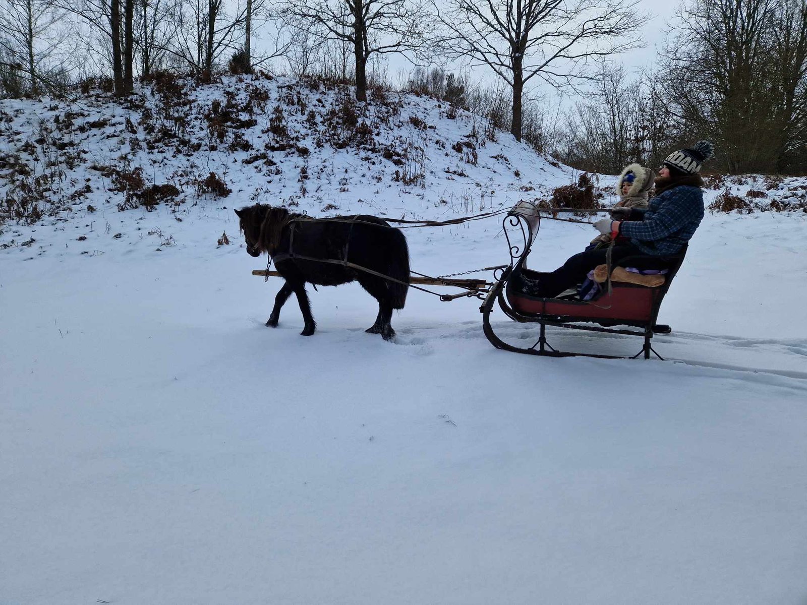 Animal farms in winter in Lithuania: where to go with children