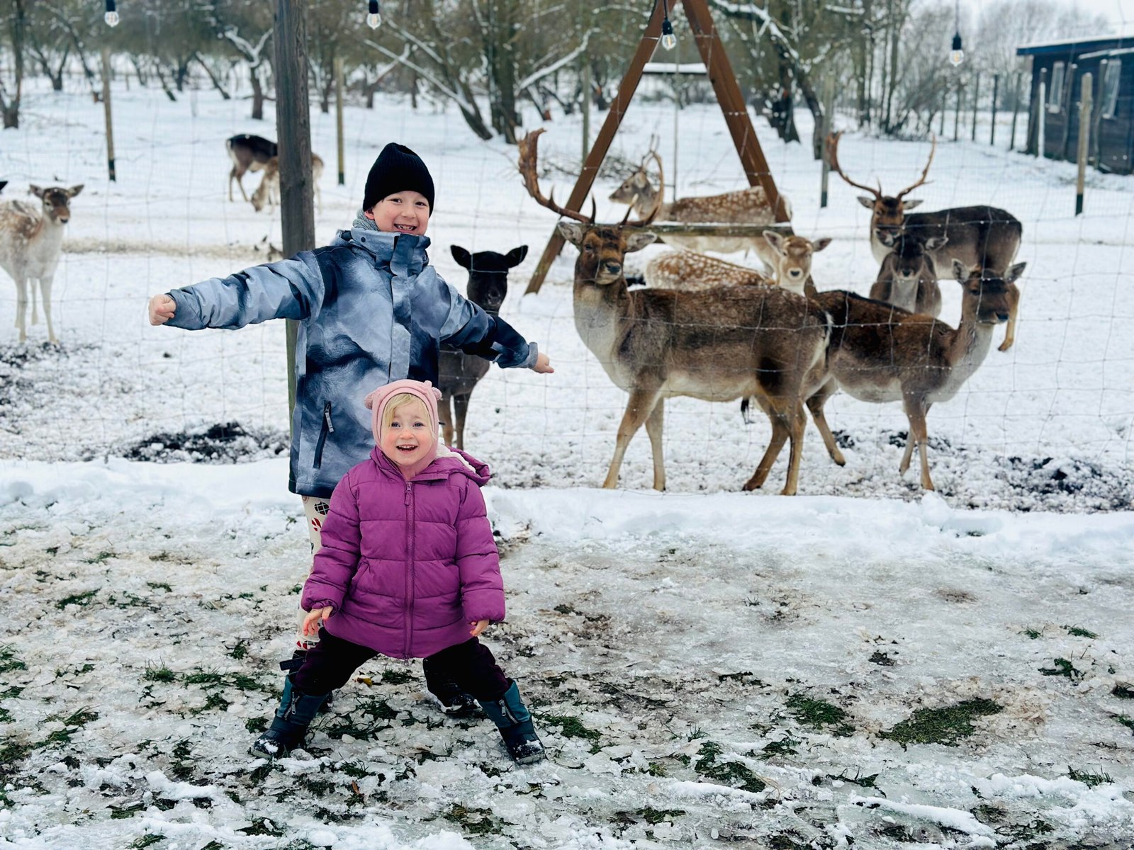 Animal farms in winter in Lithuania: where to go with children