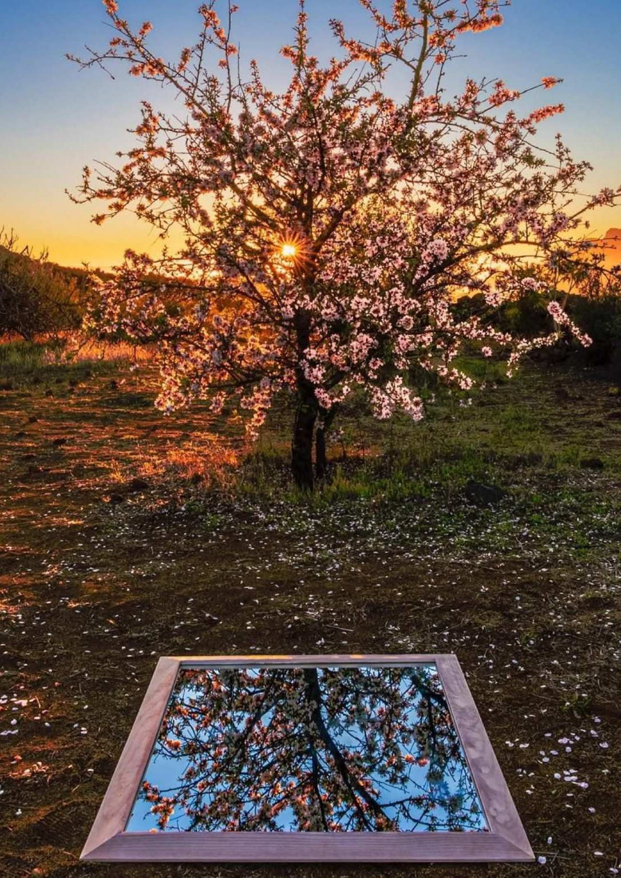 When almonds bloom: spring festival in the mountains of Tenerife
