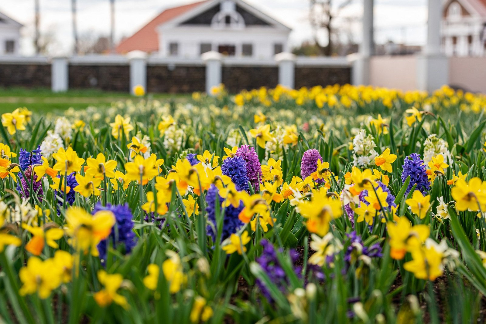 Tulip and spring flower festival at Pakruojis Manor