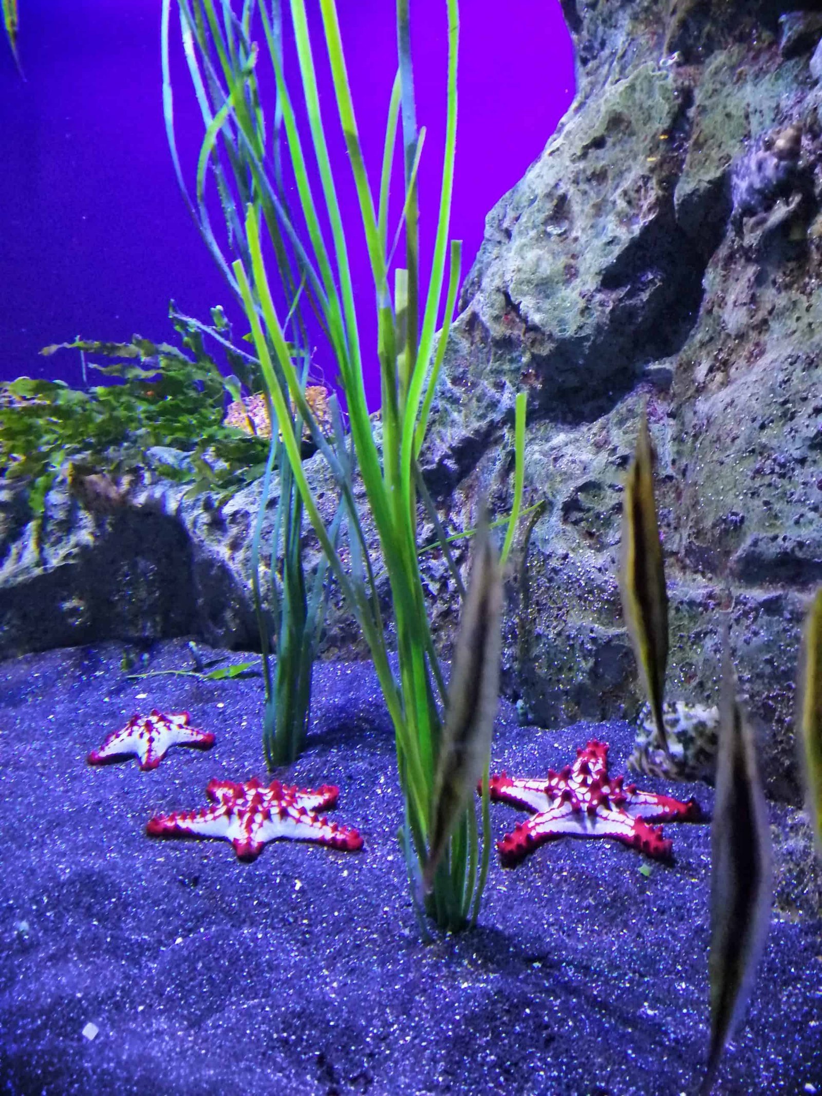 Tenerifėje su vaikais: parkai