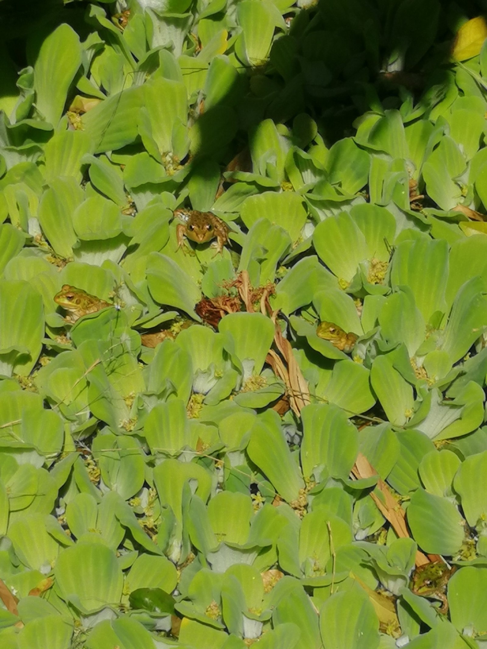 Garcia Sanabria parkas