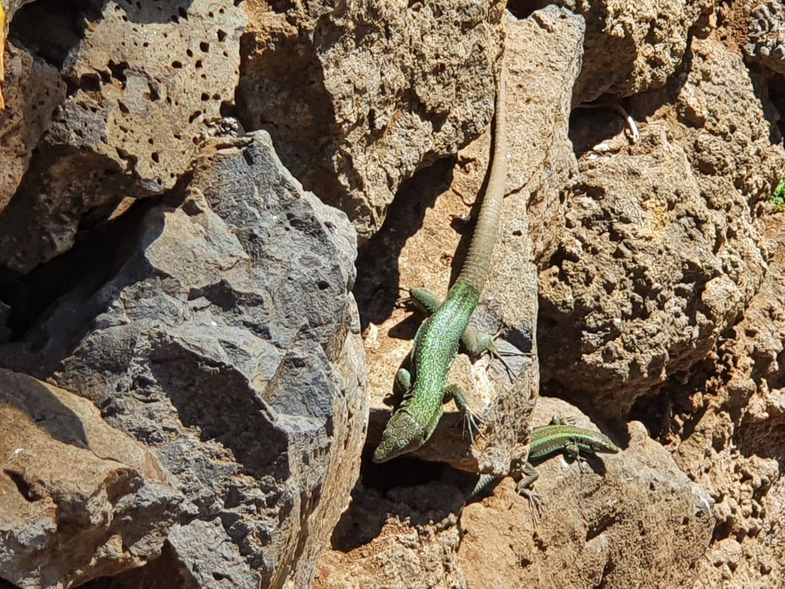 Kelionė su vaikais į Madeirą