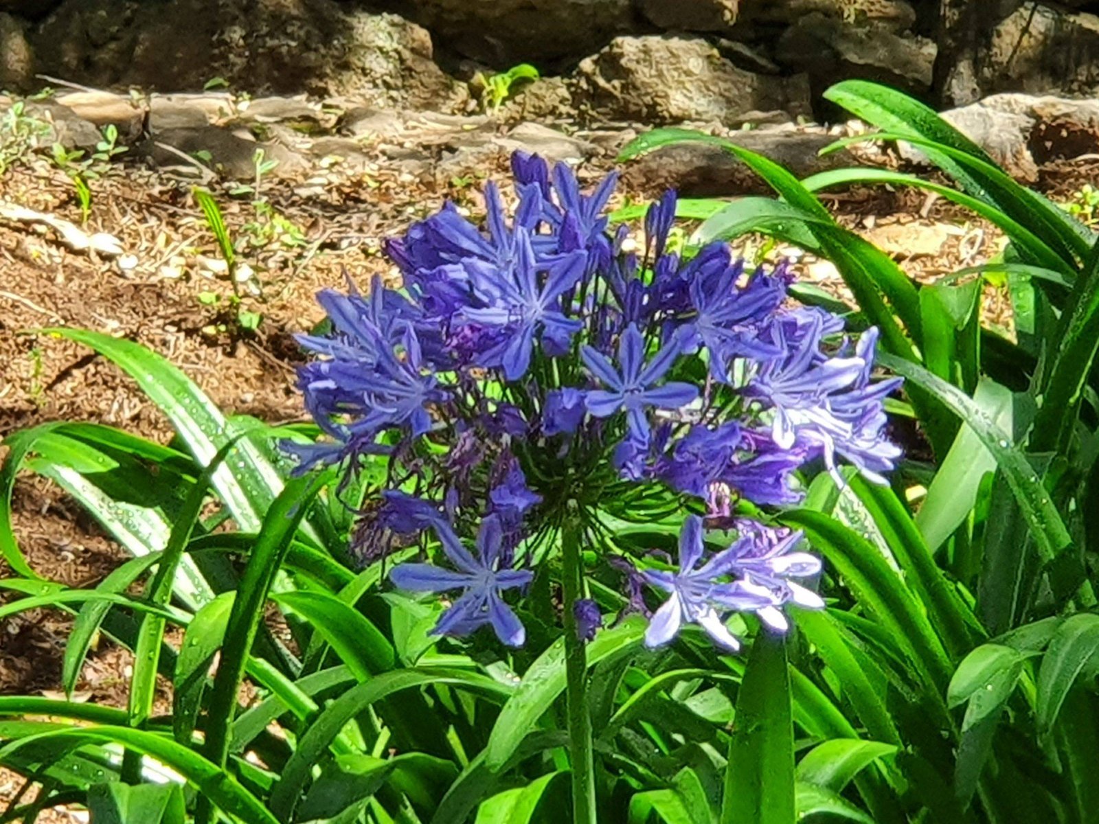 Kelionė su vaikais į Madeirą