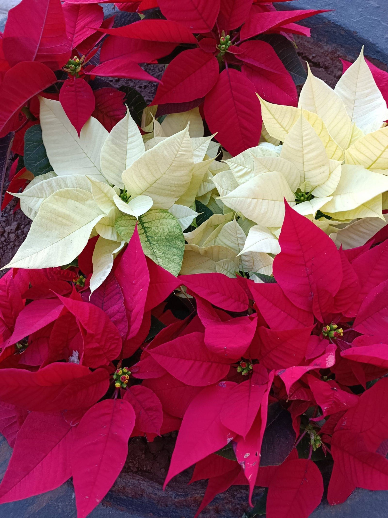 Winter holidays in Tenerife: traditions and customs