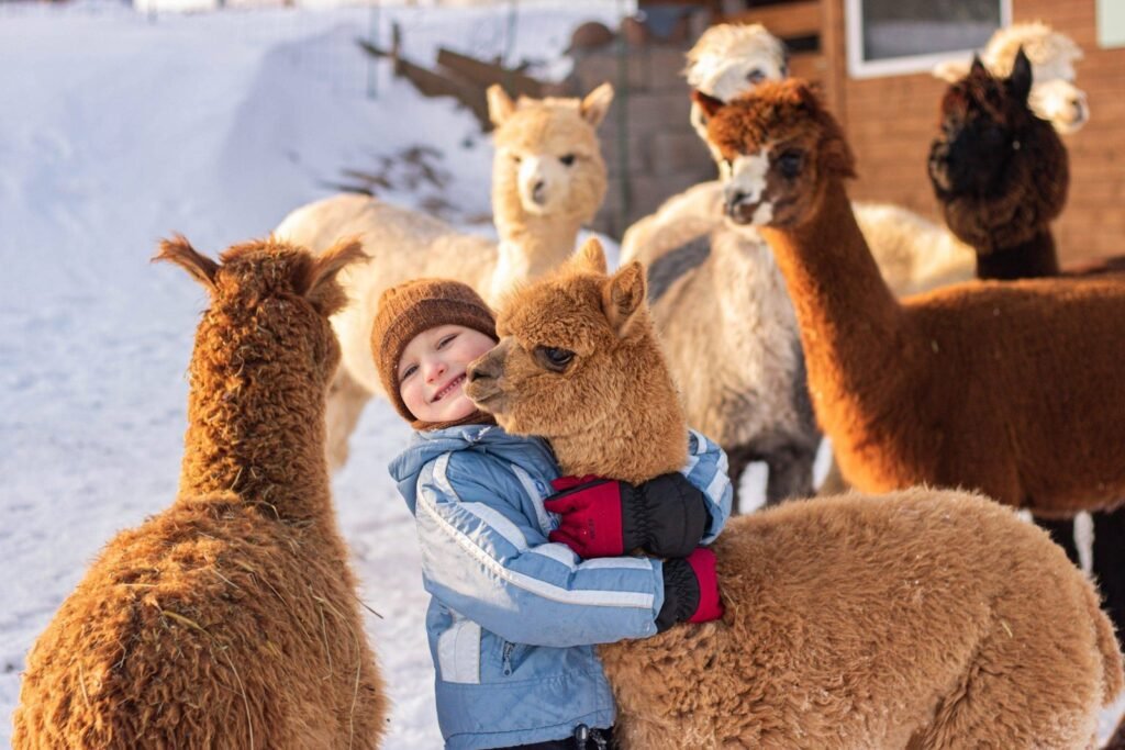 Vokės Vingio Alpakos