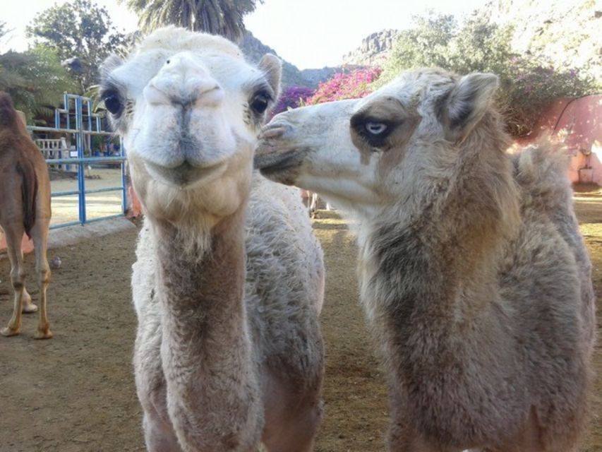 Jodinėjimas kupranugariais Maspalomas kopose
