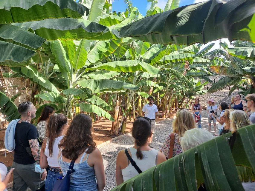 Excursion and Banana Tasting in Banana Plantations