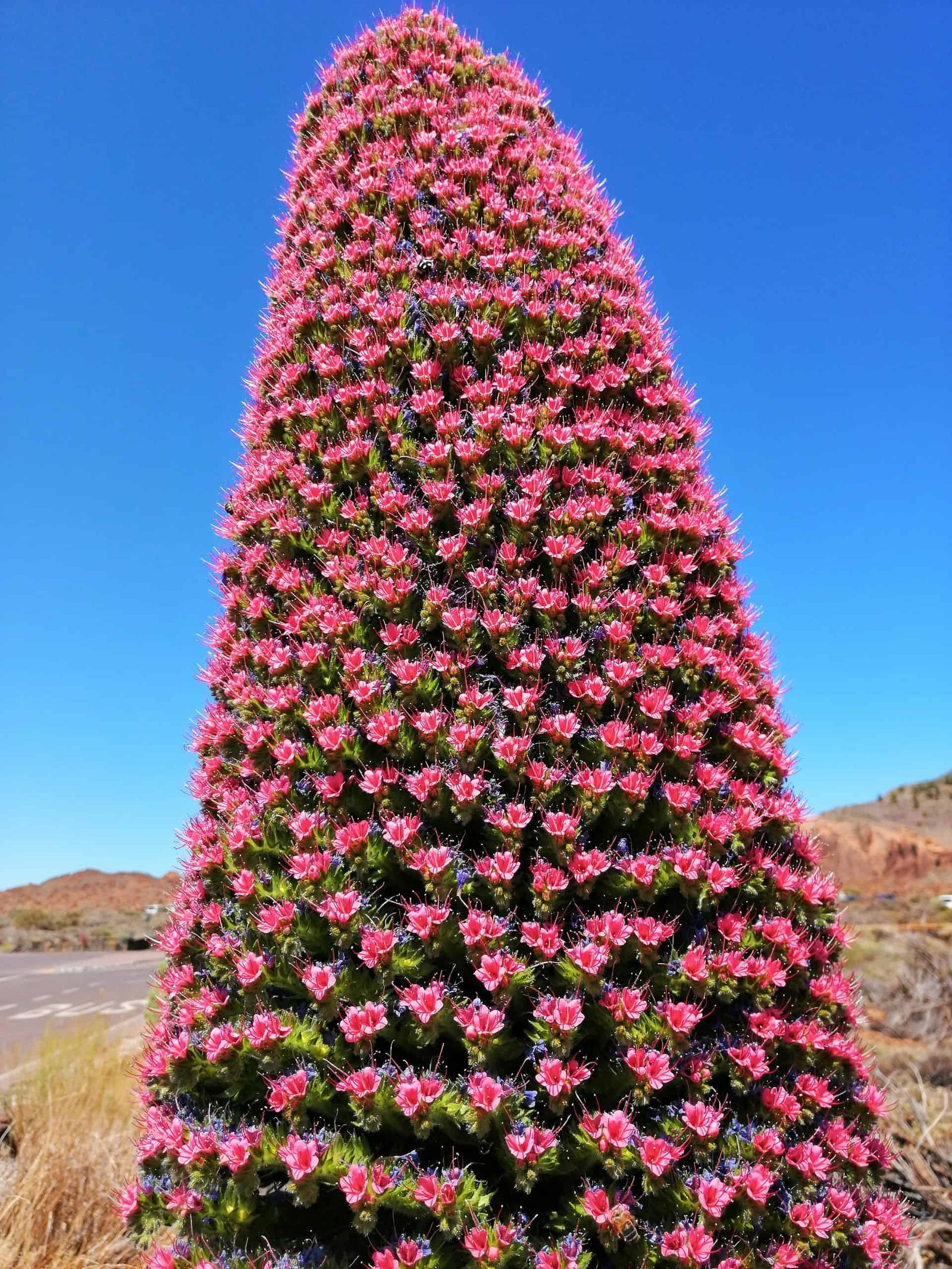 Tenerifės nacionaliniai parkai su vaikais