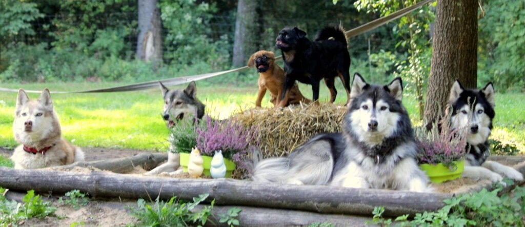 The Homestead Wolf's Song (Vilko daina)