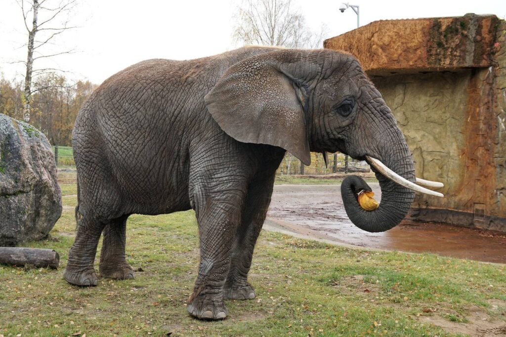 Tallinn zoo