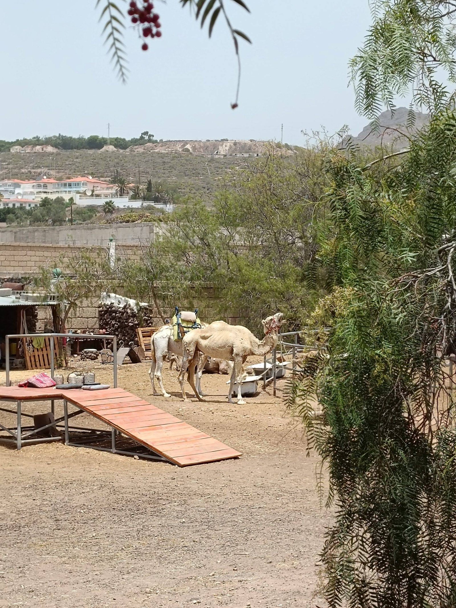 Camel park