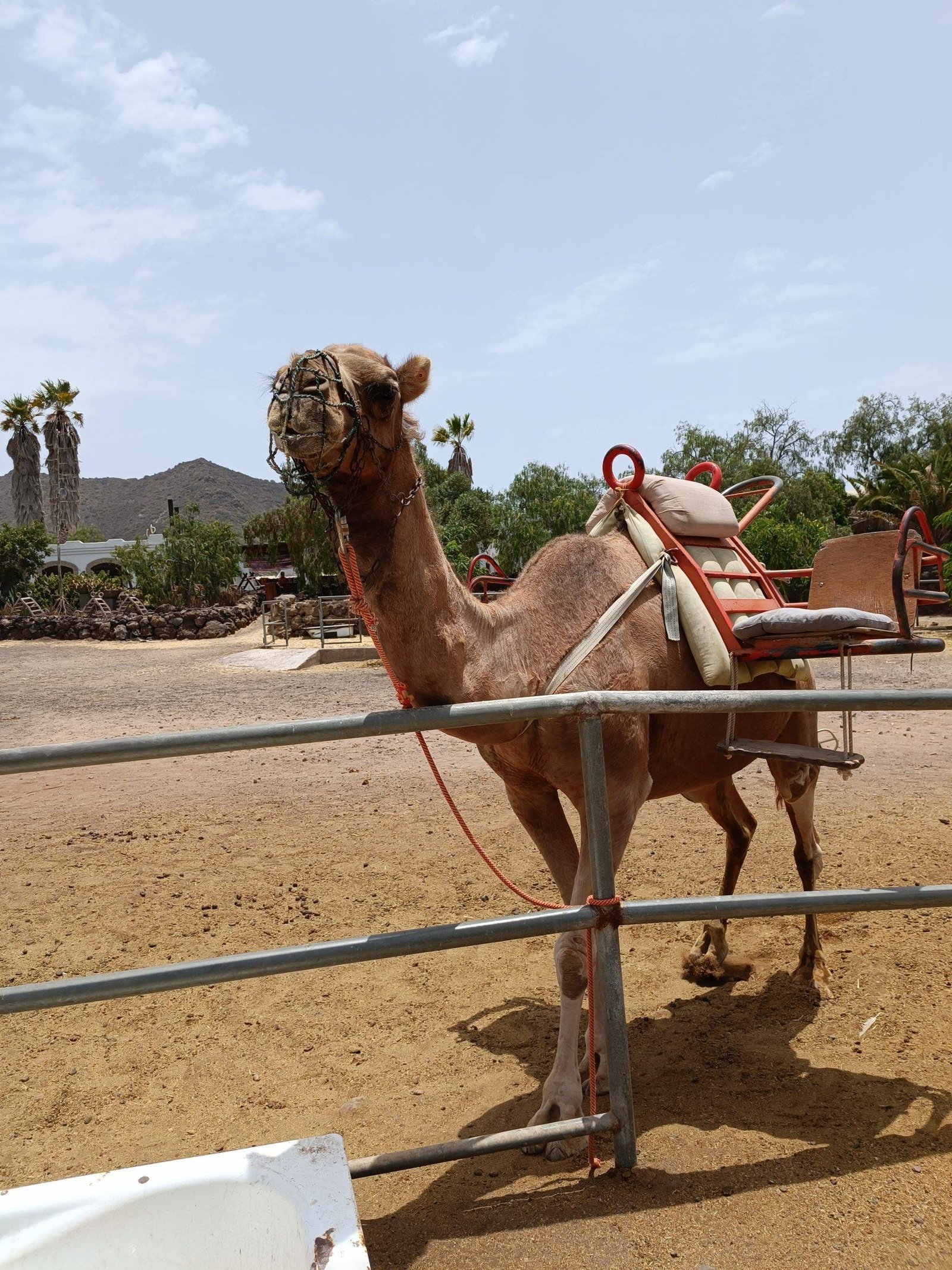 Camel park
