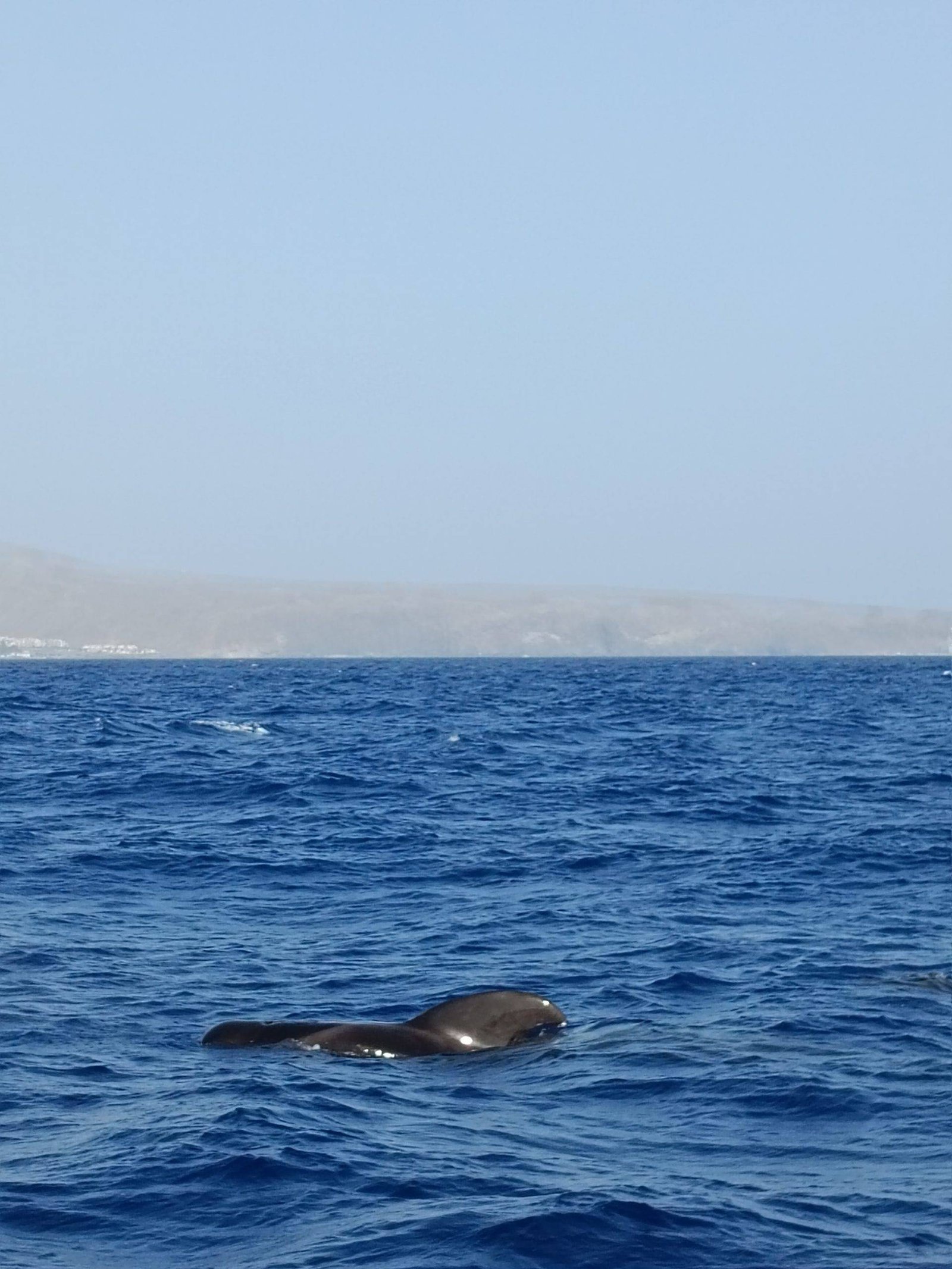 Swimming with kids in Tenerife