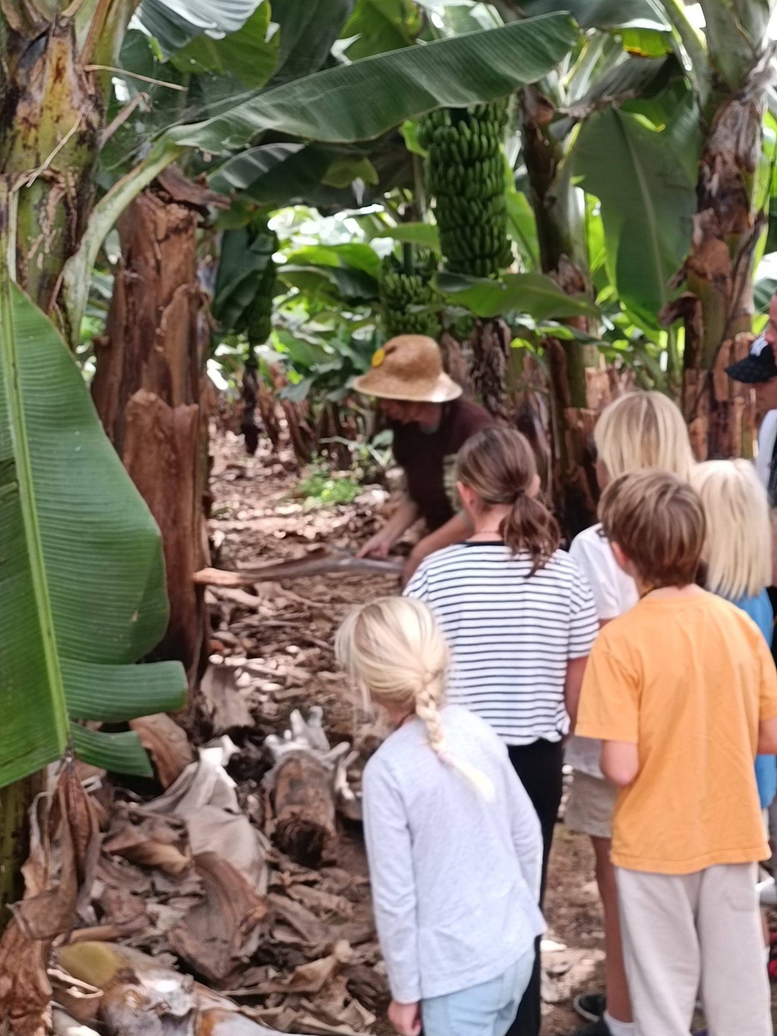 Banana plantation with children