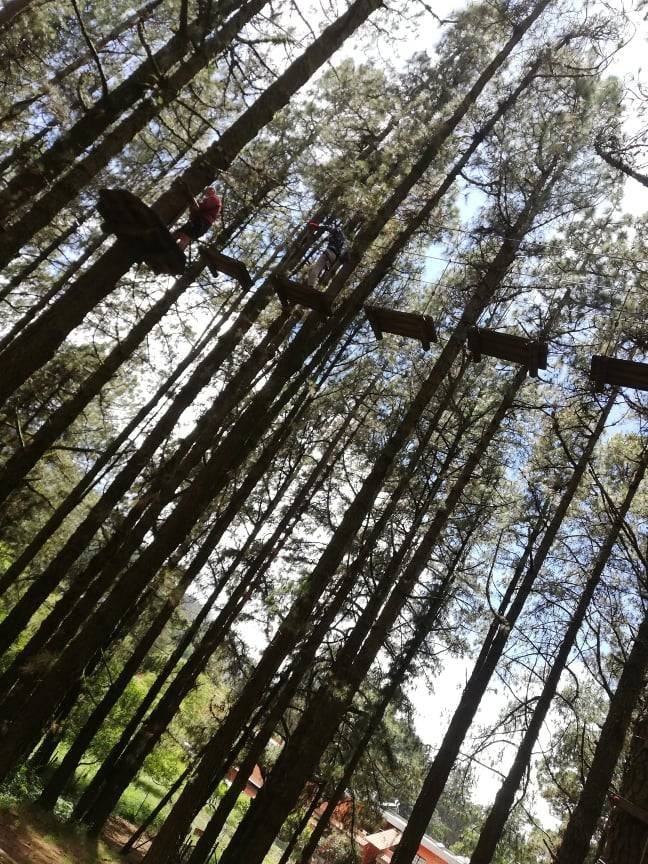 Forestal park Tenerife