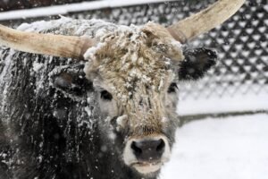 Riga's Zoo in Winter