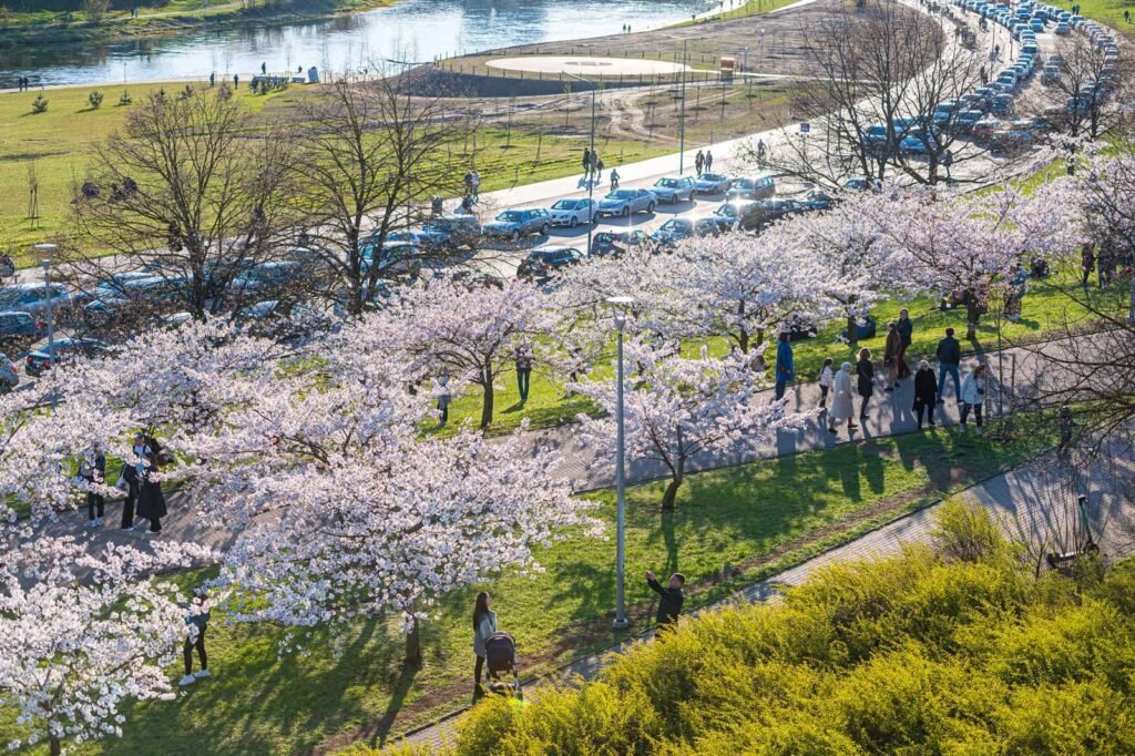 Chiune Sugihara Sakura Park near the White Bridge, Vilnius