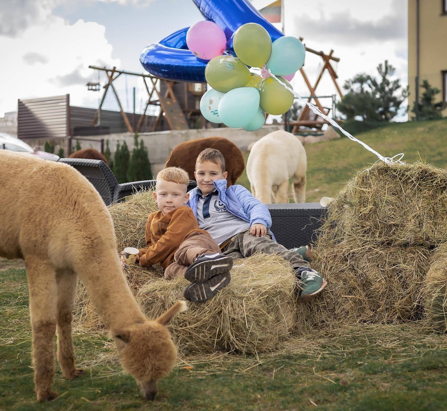 Outdoor children birthday party venues. The alpacas of Vokė