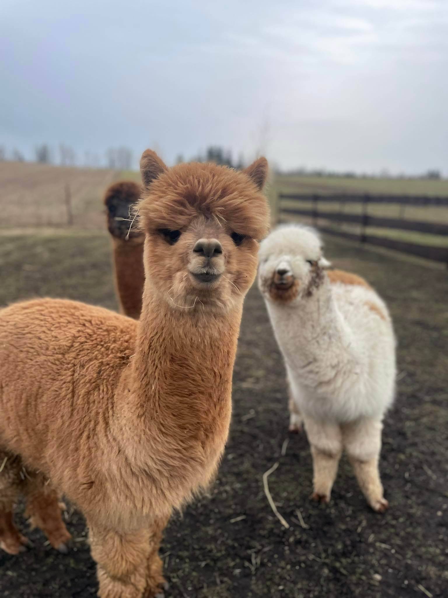 Top85 animal farms and parks in Lithuania