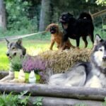 The homestead "Vilko daina"