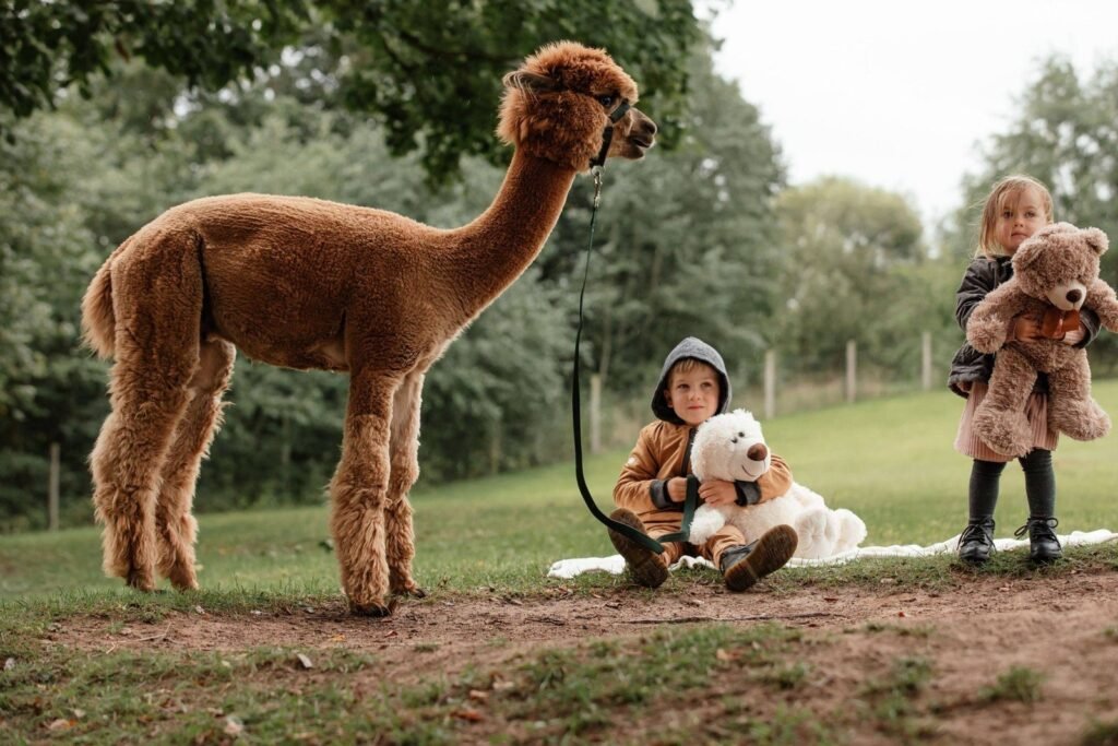 Jonavos alpakos (Jonava Alpaca farm)
