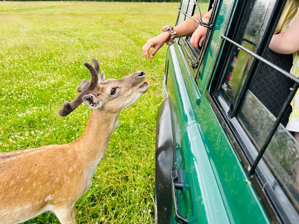 Safari Park