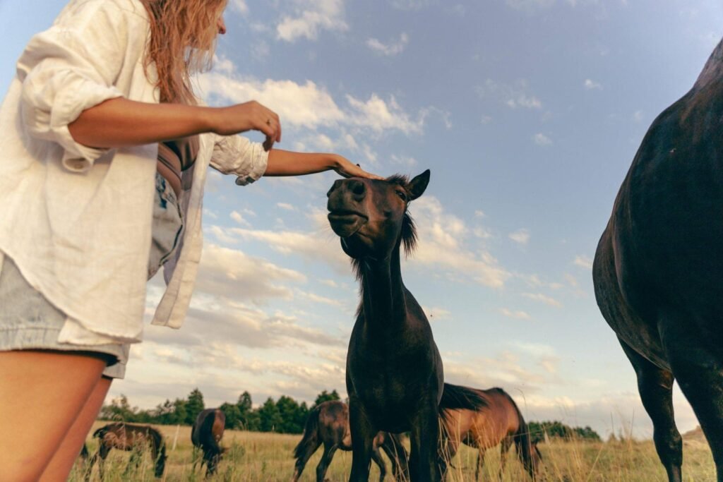 Alanta horses
