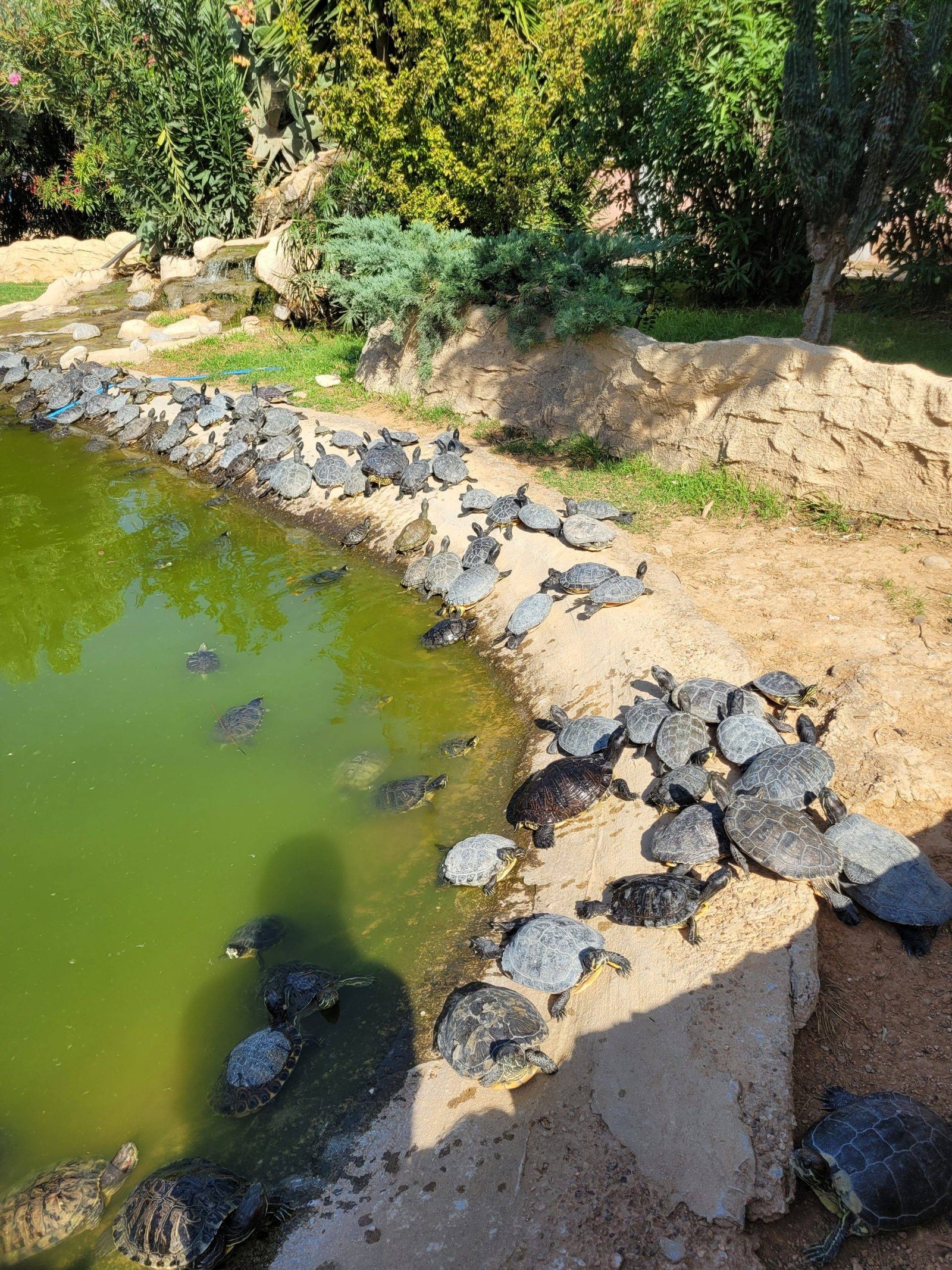 Athens Zoological Park with kids