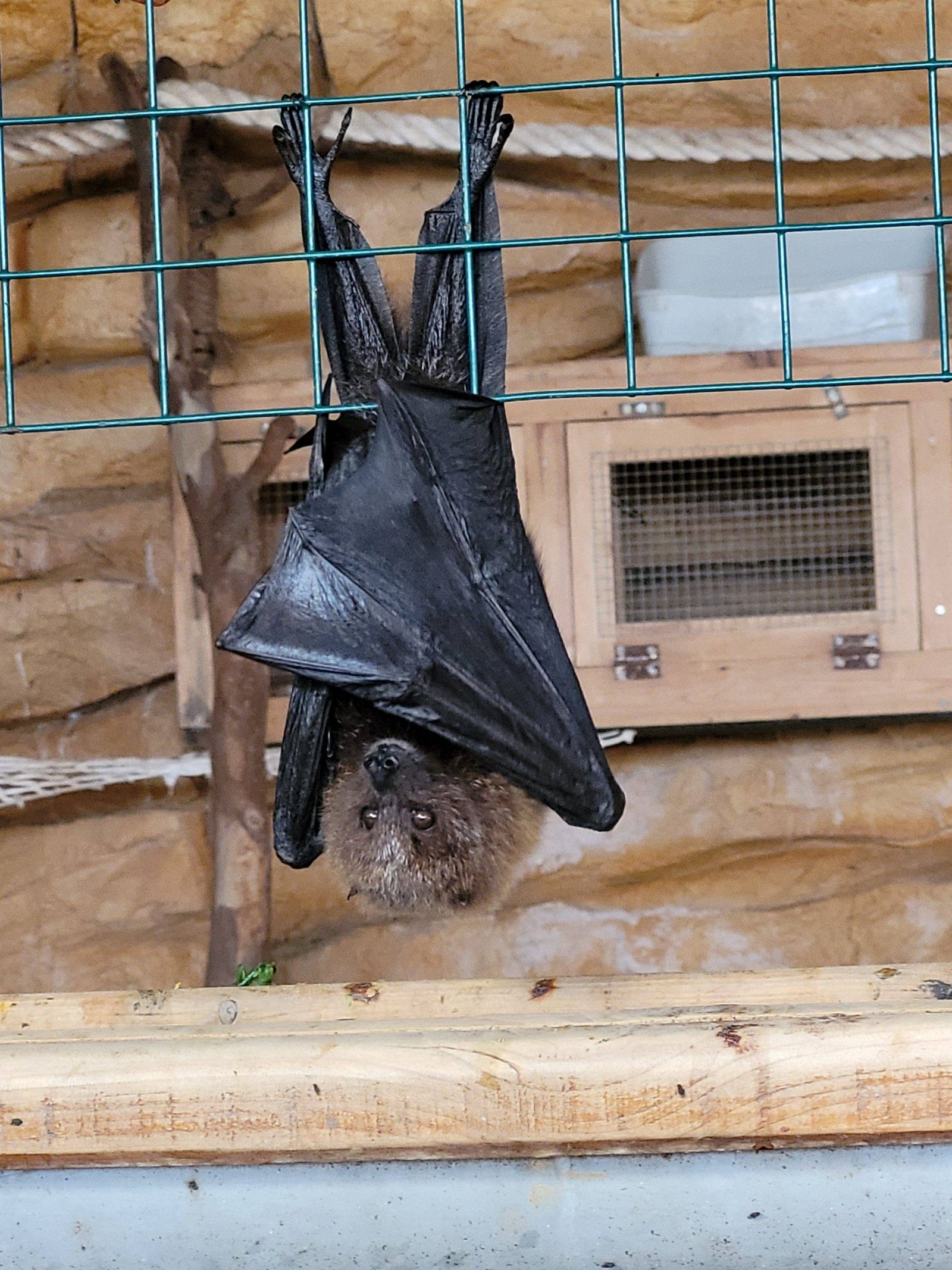 Athens Zoological Park with kids