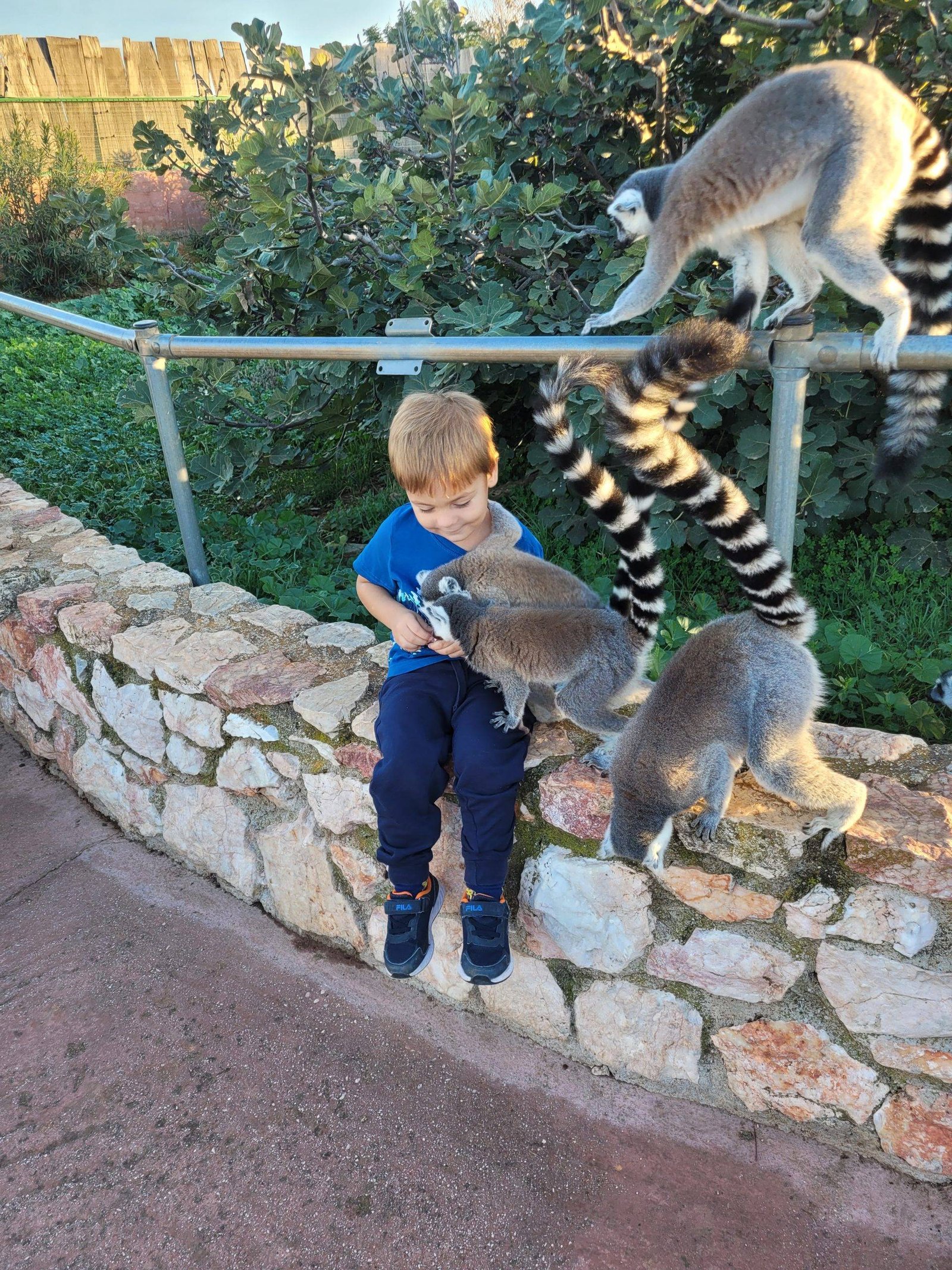Meeting lemurs at Athens zoo