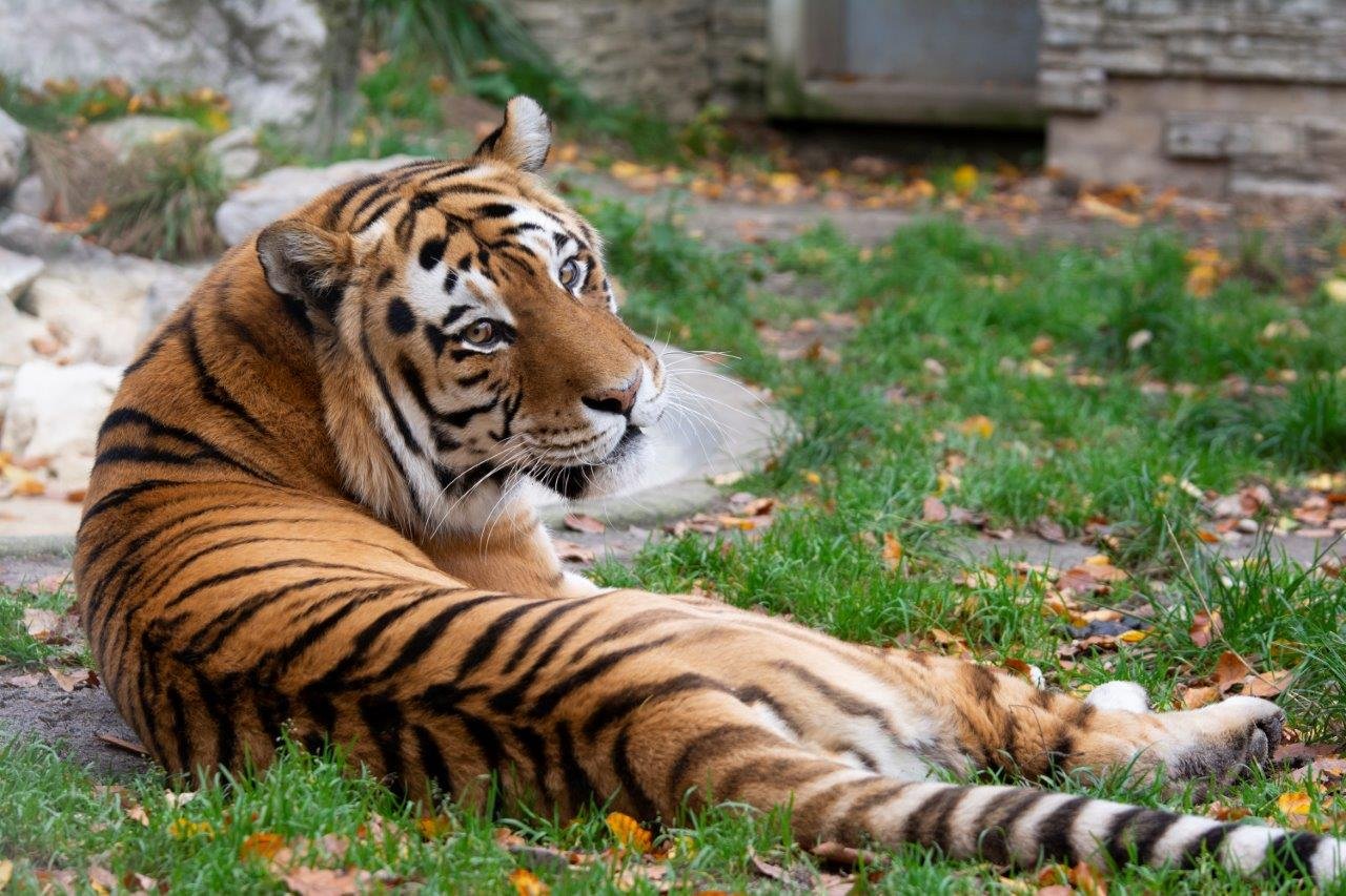 Photo from the Krakow zoo social media