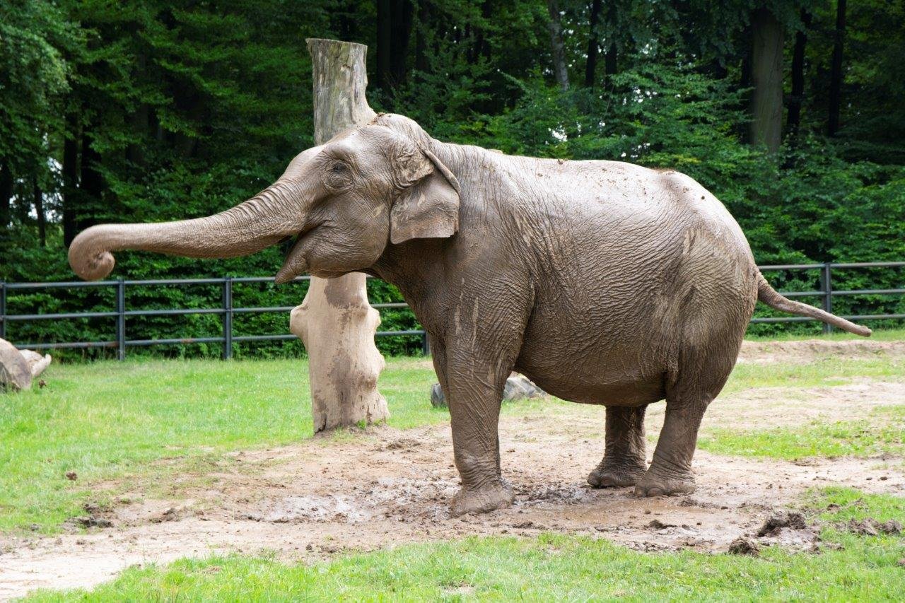 Photo from the Krakow zoo social media