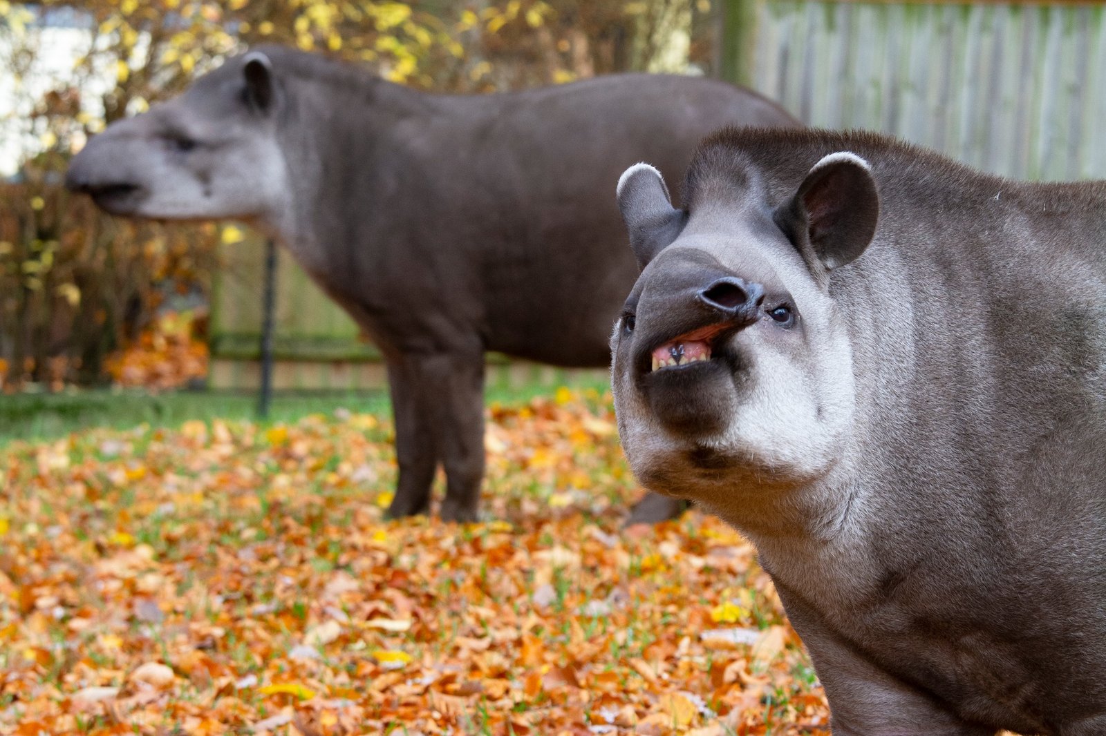 Photo from the Krakow zoo social media