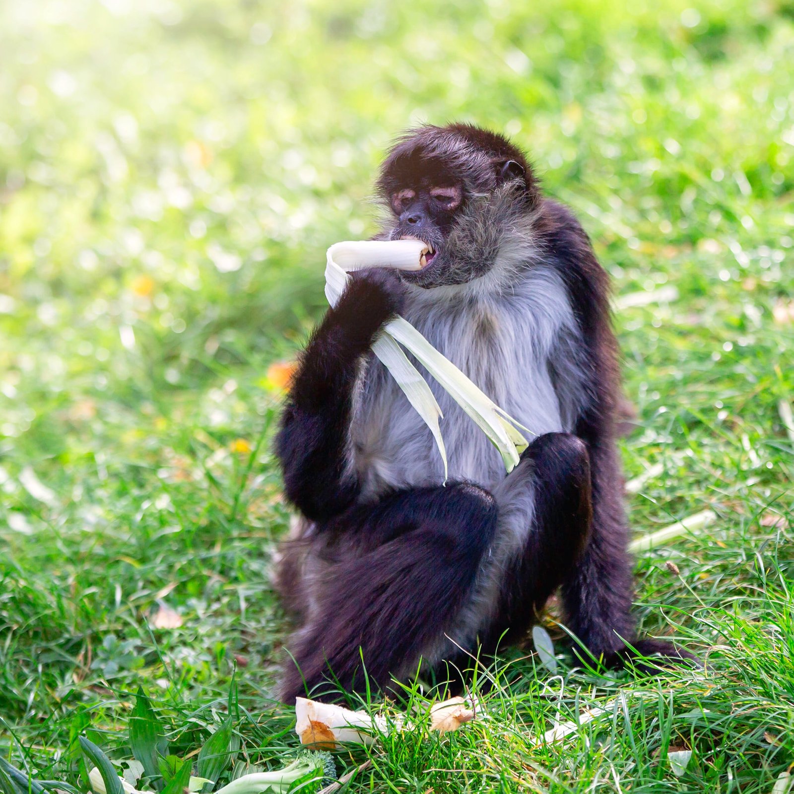 Photo from the Poznan zoo social media