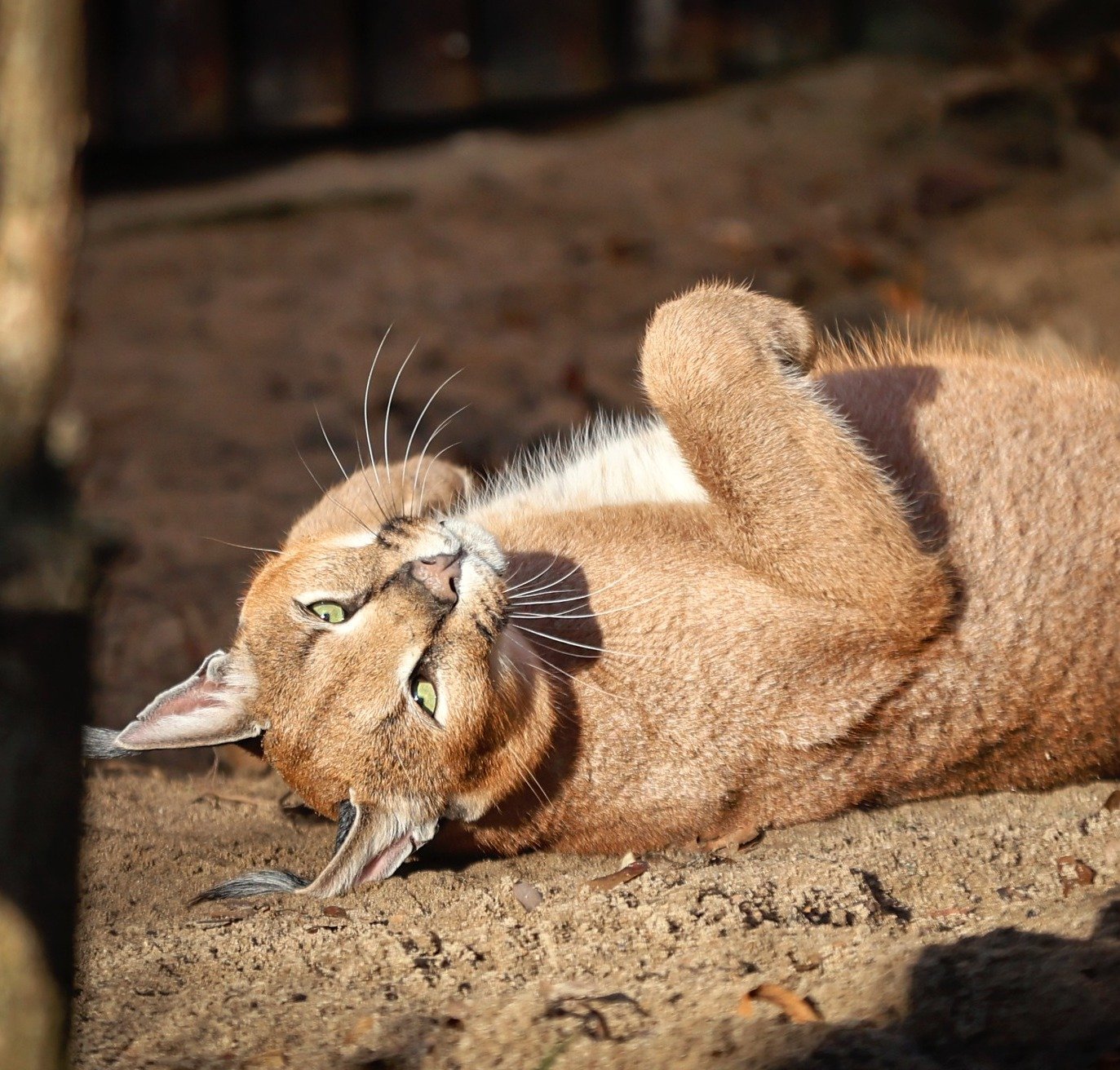 Photo from the Poznan zoo social media