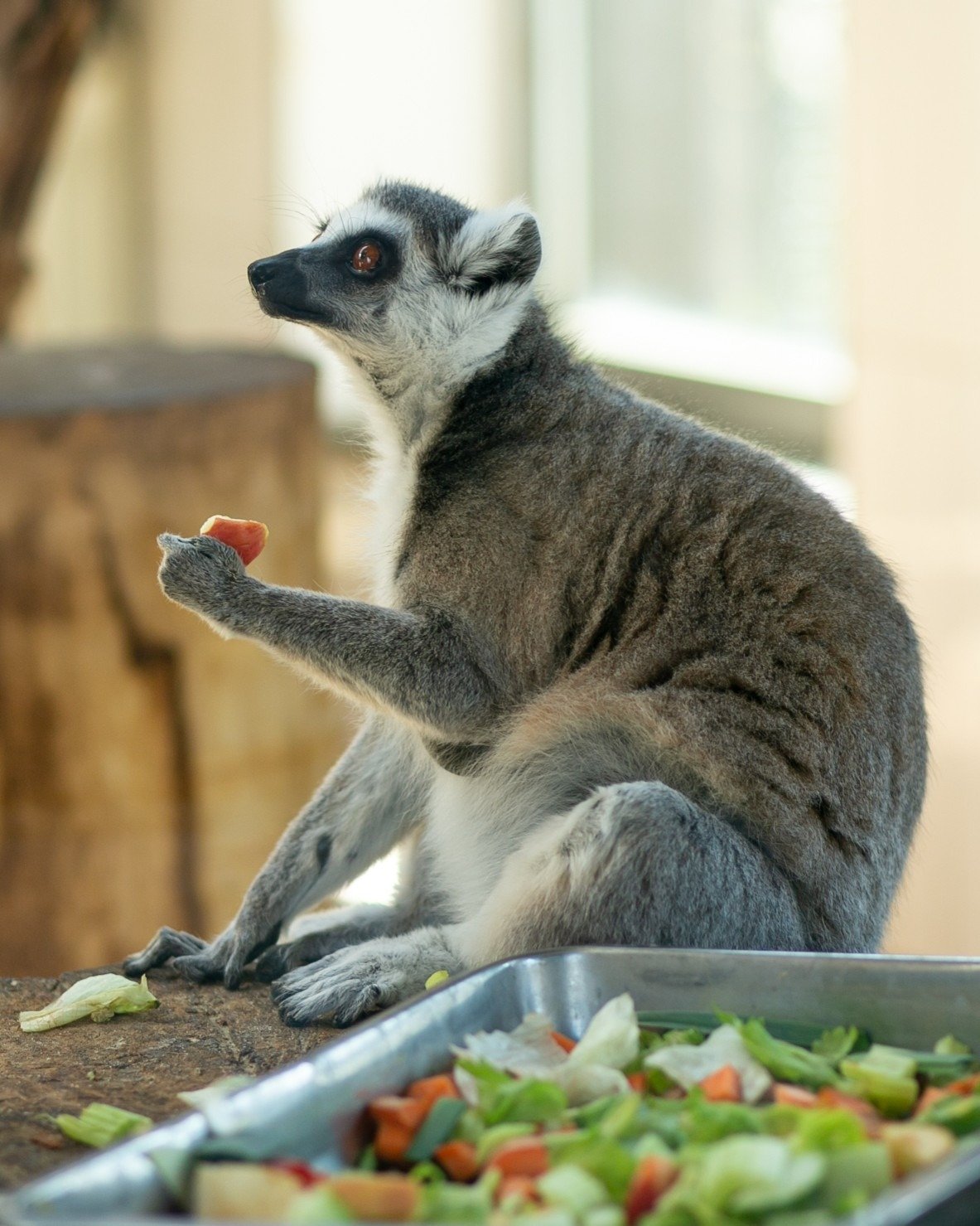 Photo from the Warsaw zoo social media account