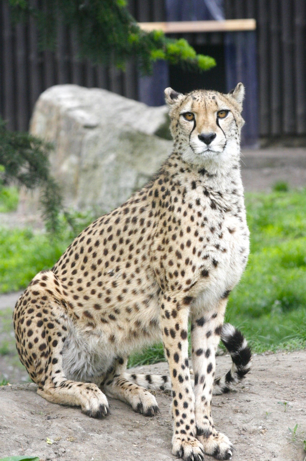 Photo from the Warsaw zoo social media account