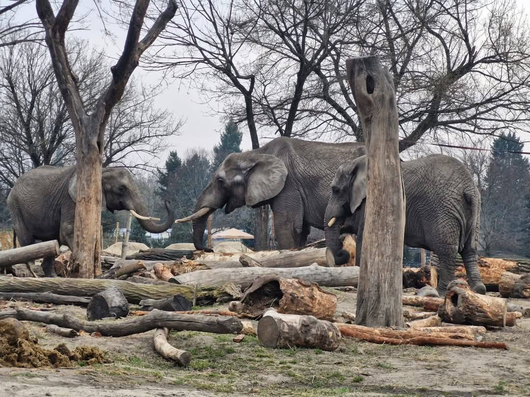 Photo from the Warsaw zoo social media account
