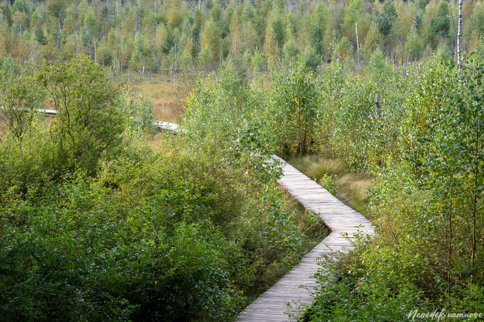 Dubrava Nature Trail (photo from the “Nesėdėk namuose” website)