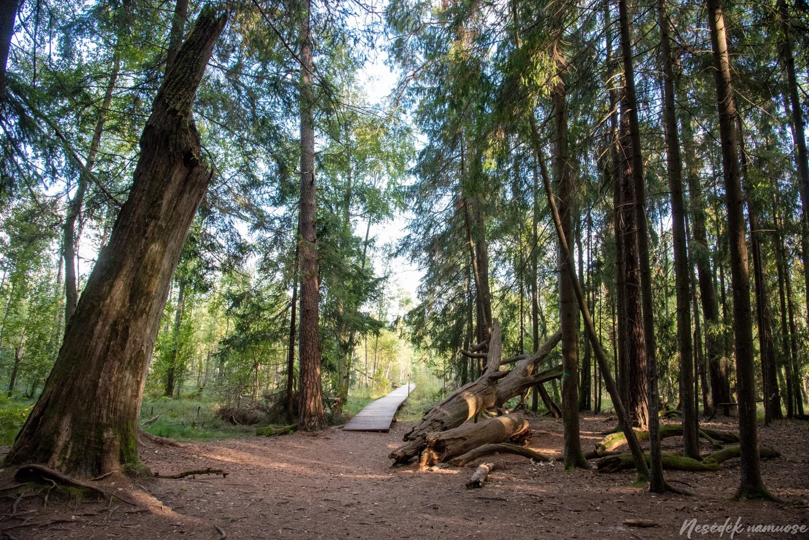 Dubrava Nature Trail (photo from the “Nesėdėk namuose” website)
